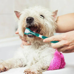 3-Sided Pet Toothbrush | Dog & Cat Dental Care | Tartar & Bad Breath Remover