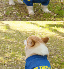 CAIBAN Summer Pet Cooling Vest - Heat Relief for Dogs & Cats