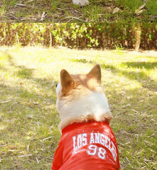 CAIBAN Summer Pet Cooling Vest - Heat Relief for Dogs & Cats