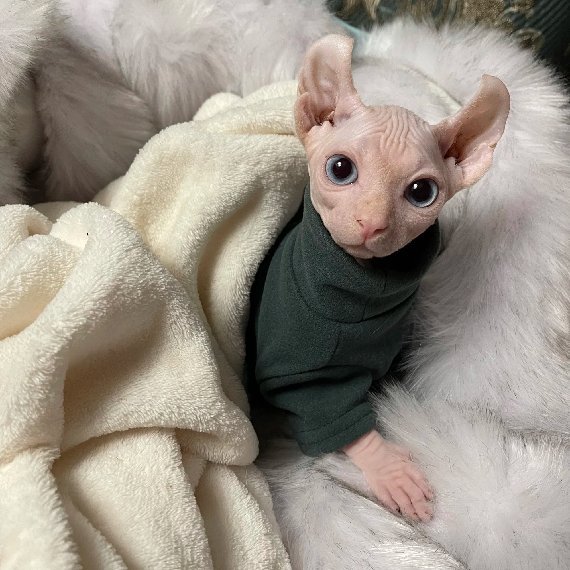 Sphynx Cat Clothes Baby Soft Cotton Fall Winter Kitten Small Dog Clothes for Cornish Devon Cat Costume Hairless Pet Clothes