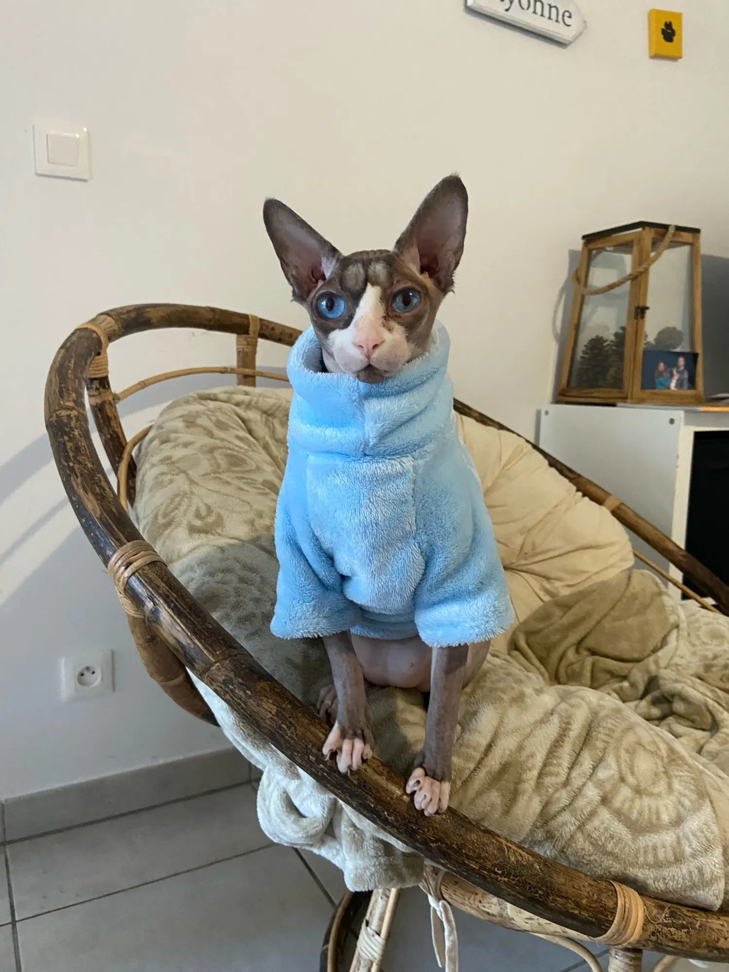 Fashionable Clothes For Cats Sphynx Cat Sweater Kitten Clothing Hound Dog Hoodie Clothes For Sphinx Cat Outfit Pet Jumpsuits