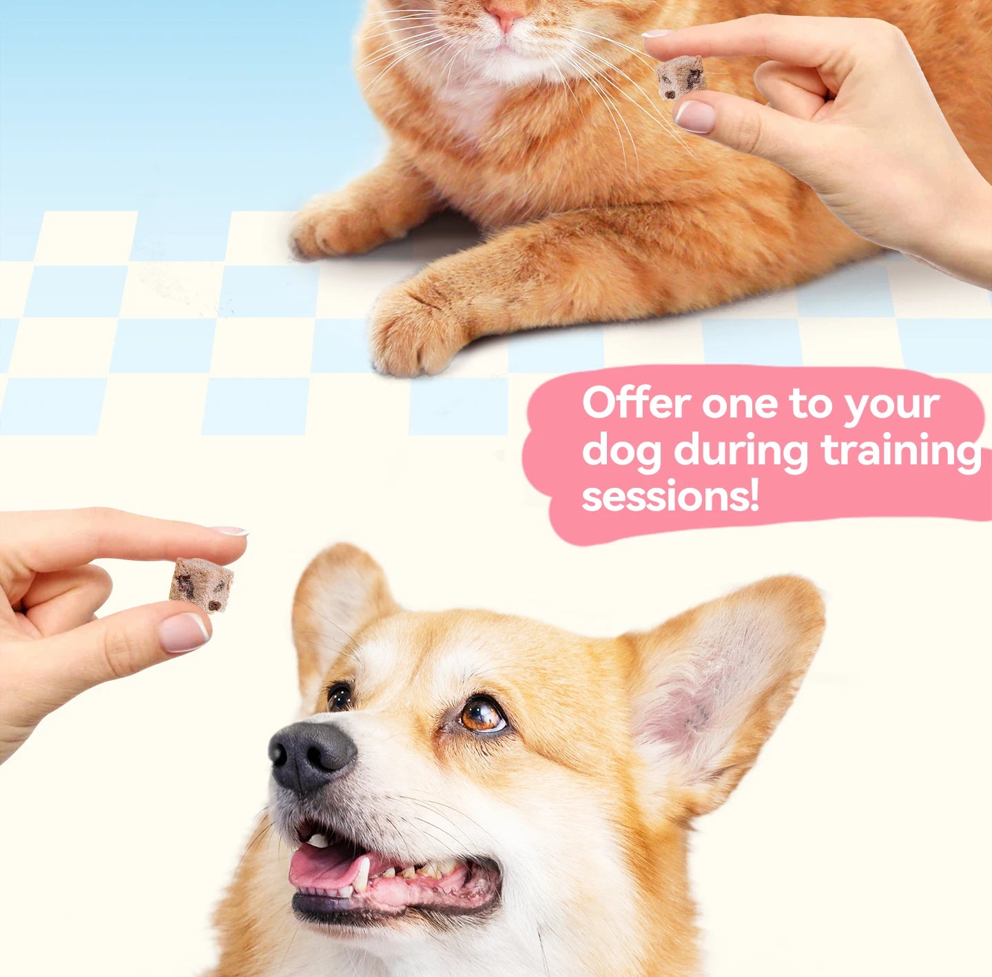 Chanbuni Cat Snack Food Cats Cat Food Food for Cats Sweets for Dogs Baby Valley for a Dog Natural Pet Treats