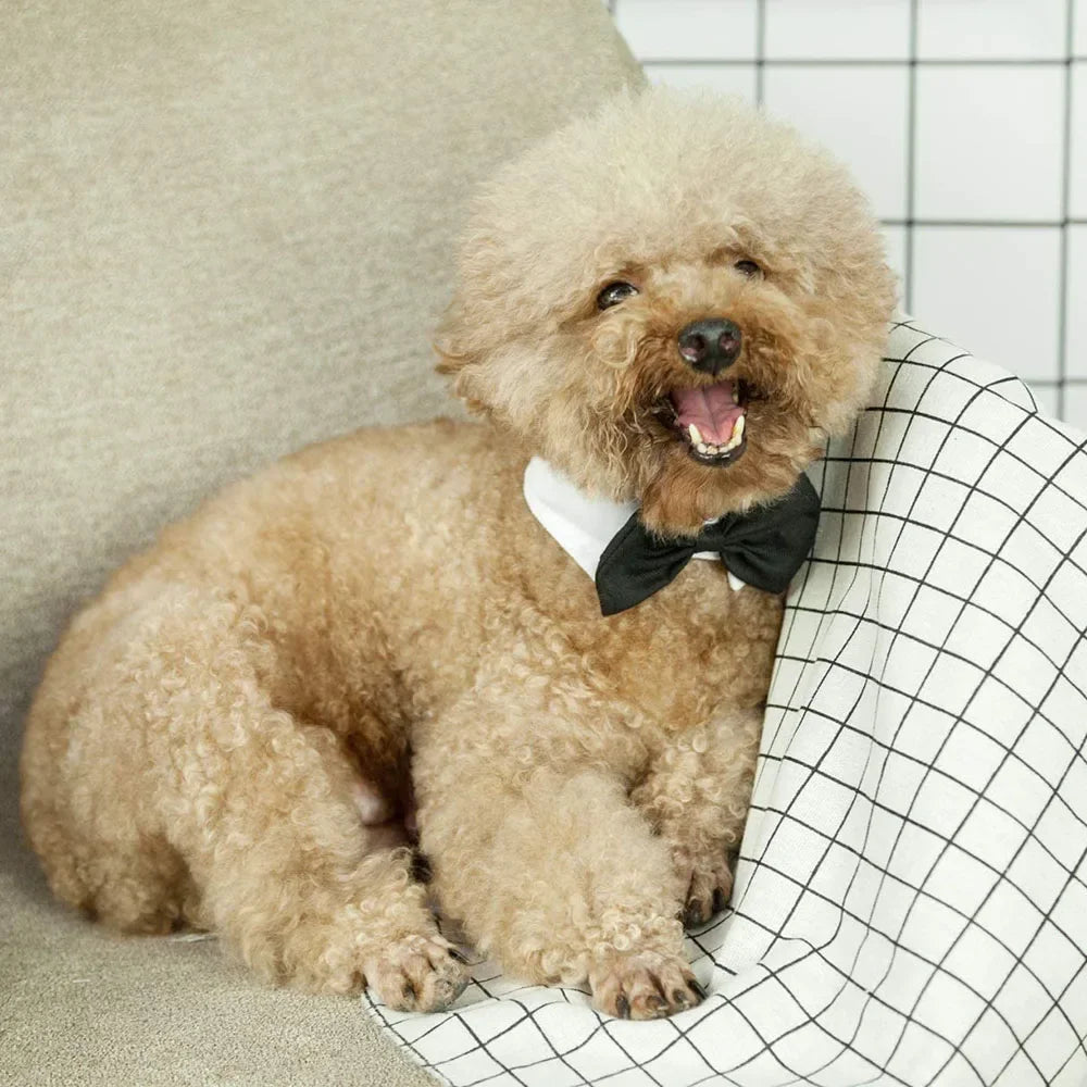 Dog Cat Tuxedo Collar Cat Wedding Bowtie Puppy Bow Tie Tux Collar Costume Birthday Easter Valentines Dog Bowtie Pet Accessories