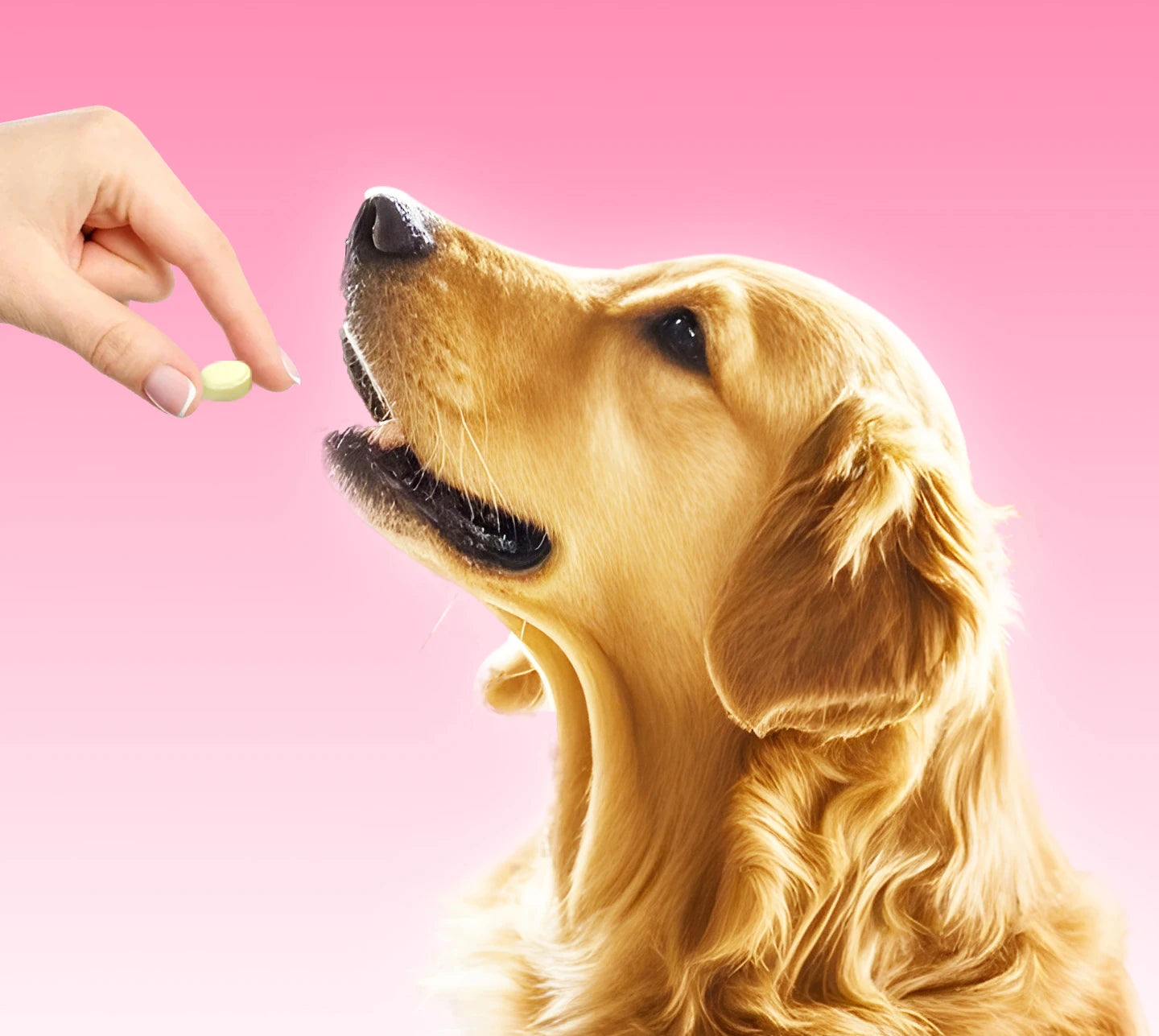 chanbuni Cat Food Food for Cats Cat Treats Treats for Cats Cat Calcium Tablets Joint Protection Exclusive for Pet Cats and Dogs