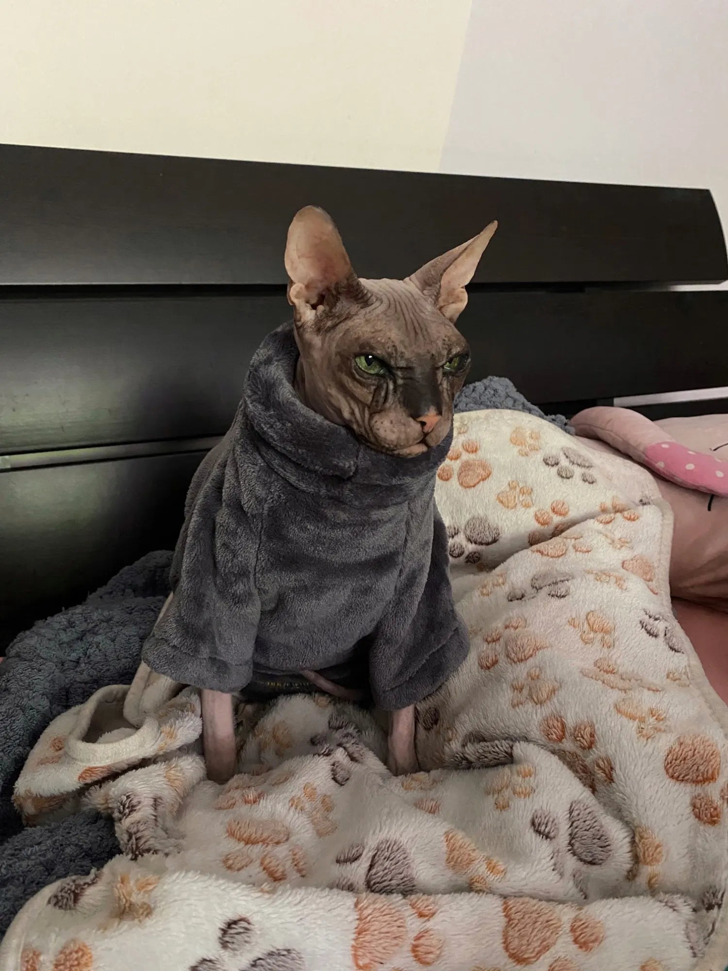 Fashionable Clothes For Cats Sphynx Cat Sweater Kitten Clothing Hound Dog Hoodie Clothes For Sphinx Cat Outfit Pet Jumpsuits