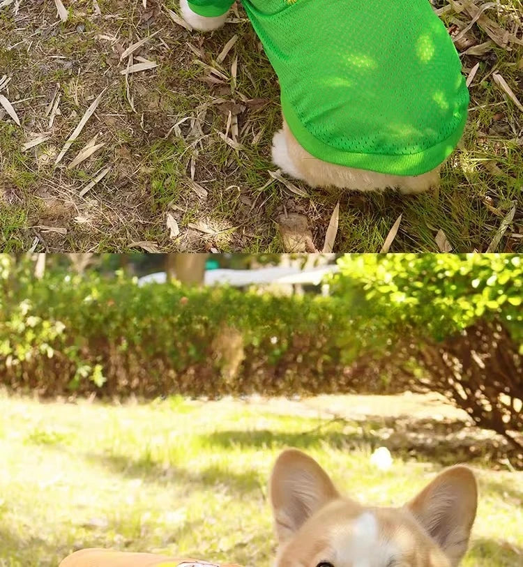 Keep your furry friend cool and stylish this summer with the CAIBAN Summer Pet Cooling Vest — perfect for small to large dogs, including French Bulldogs, Golden Retrievers, and more!