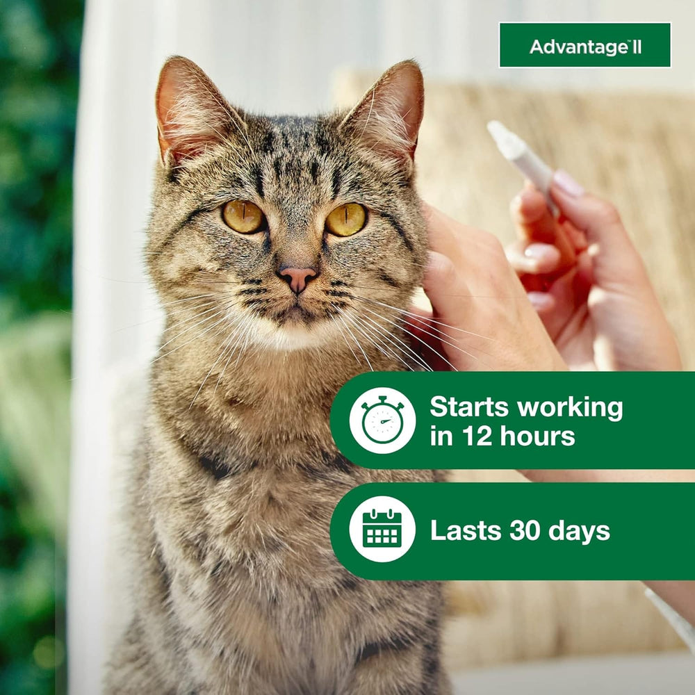 Advantage II Flea Treatment for Cats | Fast-Acting Flea Protection | Large Cats Over 9 lbs | 6 Month Supply
