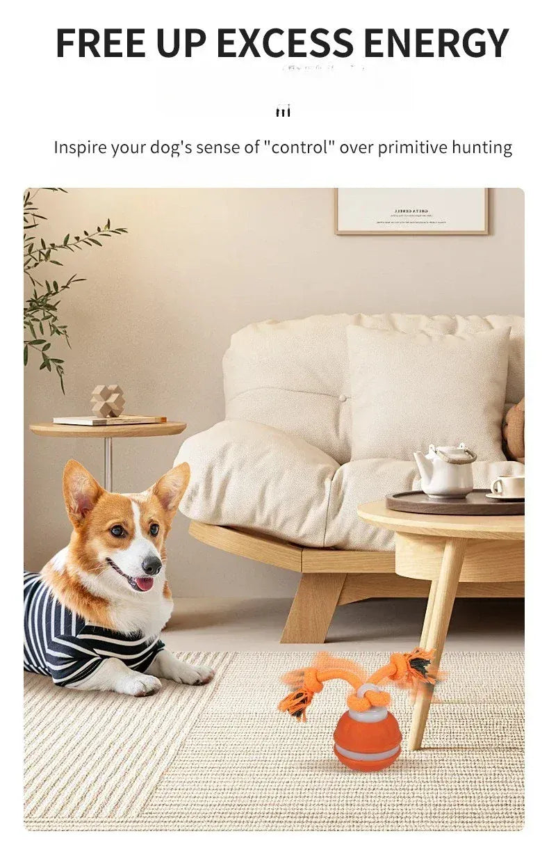 Automatic Rolling Ball for Dogs – Motion Activated USB Rechargeable Interactive Toy