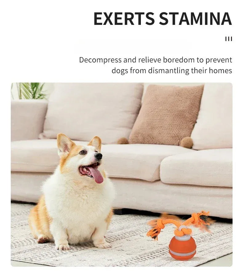 Automatic Rolling Ball for Dogs – Motion Activated USB Rechargeable Interactive Toy