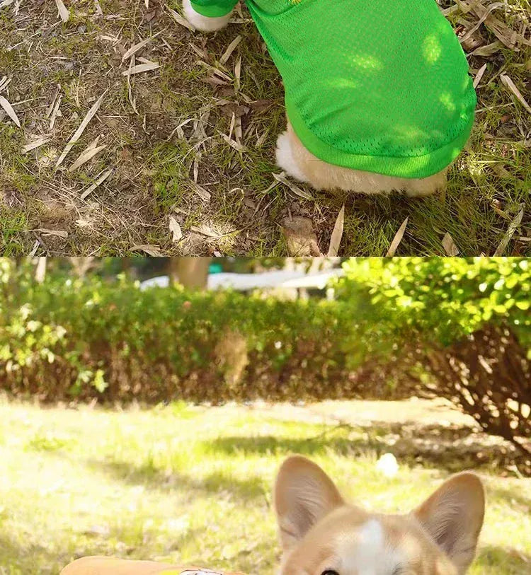 CAIBAN Summer Pet Cooling Vest - Heat Relief for Dogs & Cats