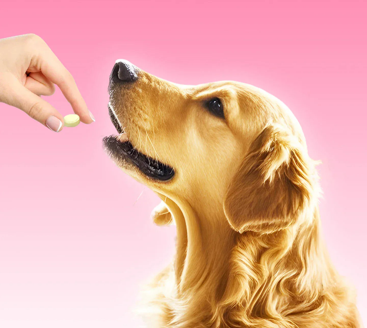 Chanbuni Cat & Dog Calcium Tablets | Joint Support Pet Treats | Nutritious Cat Food Supplement for Strong Bones & Healthy Joints