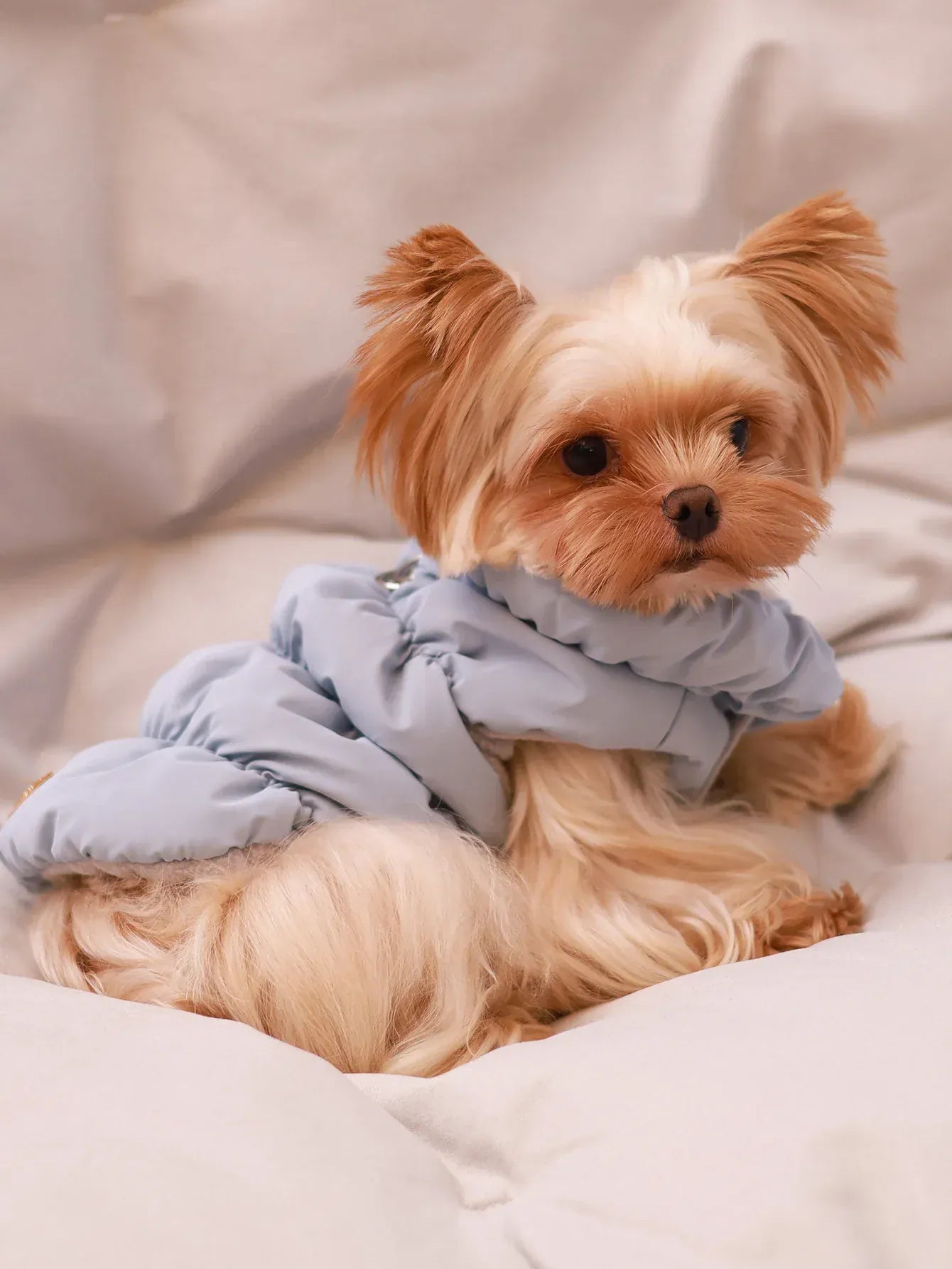 Dog Jacket for Autumn & Winter | 3-Layer Thick Warm Coat for Small & Medium Dogs – Poodle, Teddy, Yorkie Outerwear