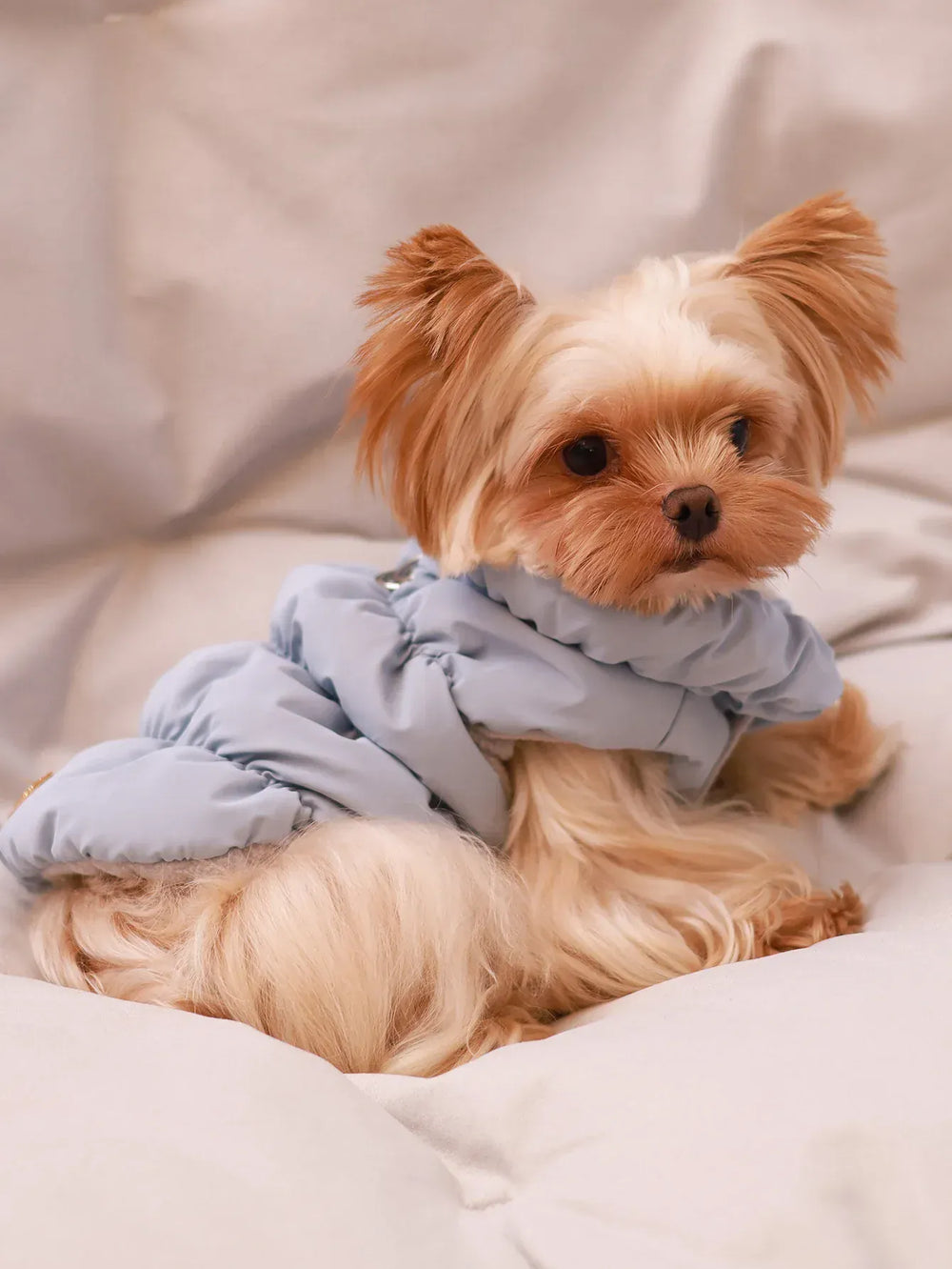 Dog Jacket for Autumn & Winter | 3-Layer Thick Warm Coat for Small & Medium Dogs – Poodle, Teddy, Yorkie Outerwear