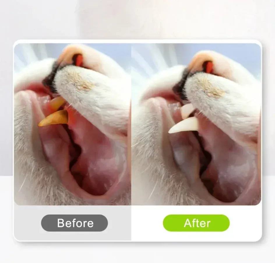 Natural Catnip Chew Sticks - Dental Health Cat Toys Silvervine Matatabi Cat Treats