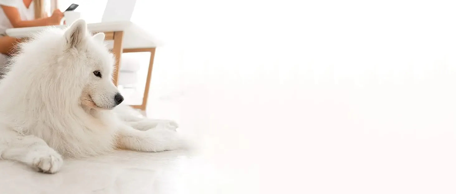 Pet Grooming Vacuum Kit - 12000Pa Dog Hair Vacuum with 5 Tools & 2L Capacity