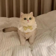 Warm Lambhair Fleece Cat Clothes | Soft Cozy Winter Vest for Cats & Puppies | Kitten Jacket Coat | Pet Sphynx Costume Sweater 고양이